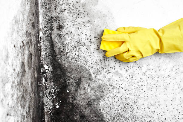 Best Certified Mold Removal  in Duquesne, MO