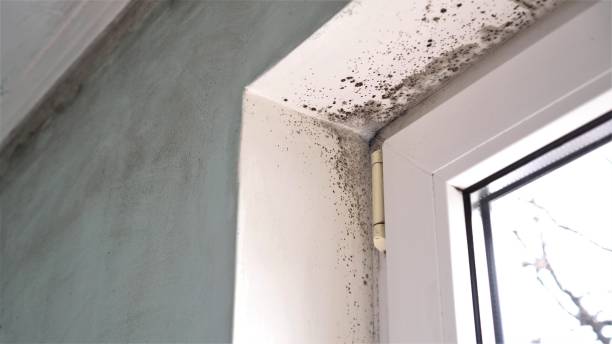 Best Mold Testing  in Duquesne, MO