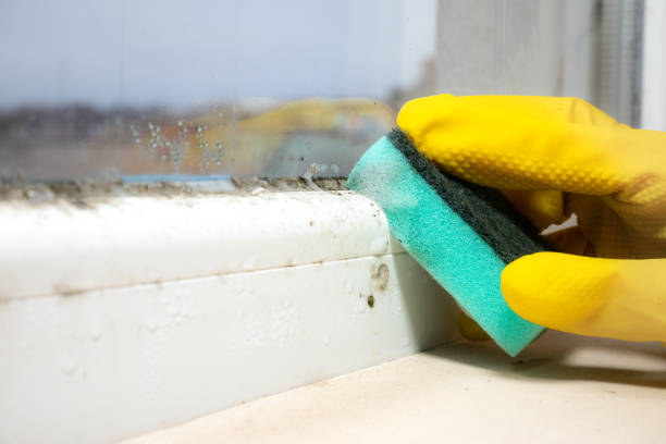 Trusted Duquesne, MO Mold Removal Experts