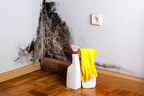 Best Home Mold Removal  in Duquesne, MO