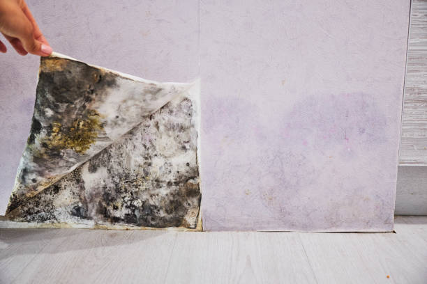 Best Best Mold Removal Companies  in Duquesne, MO